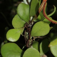 Pyrrosia heterophylla  (L.) M.G.Price